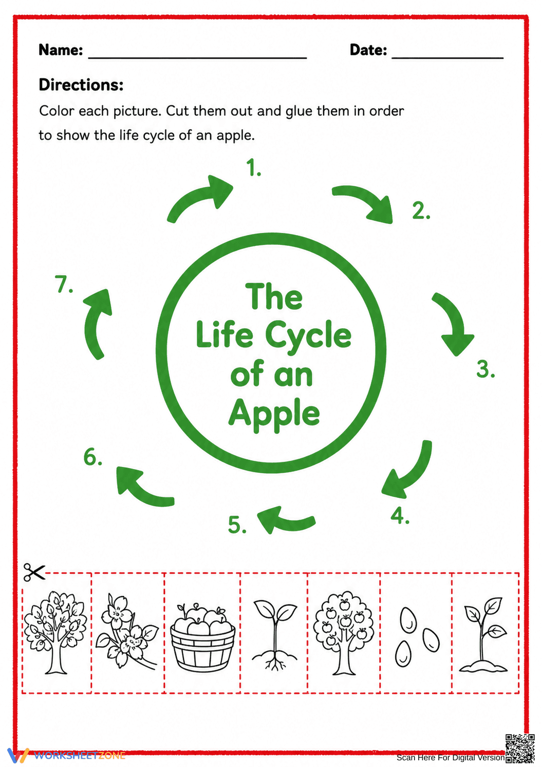 Apple Life Cycle Printable Worksheet | Grade 1 Science - Page 2