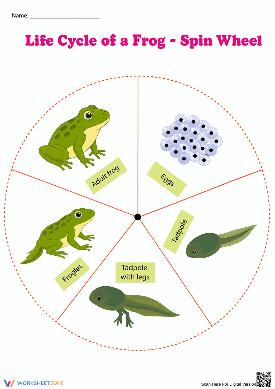 Printable Frog Life Cycle Spin Wheel | Grade 3 - Page 2