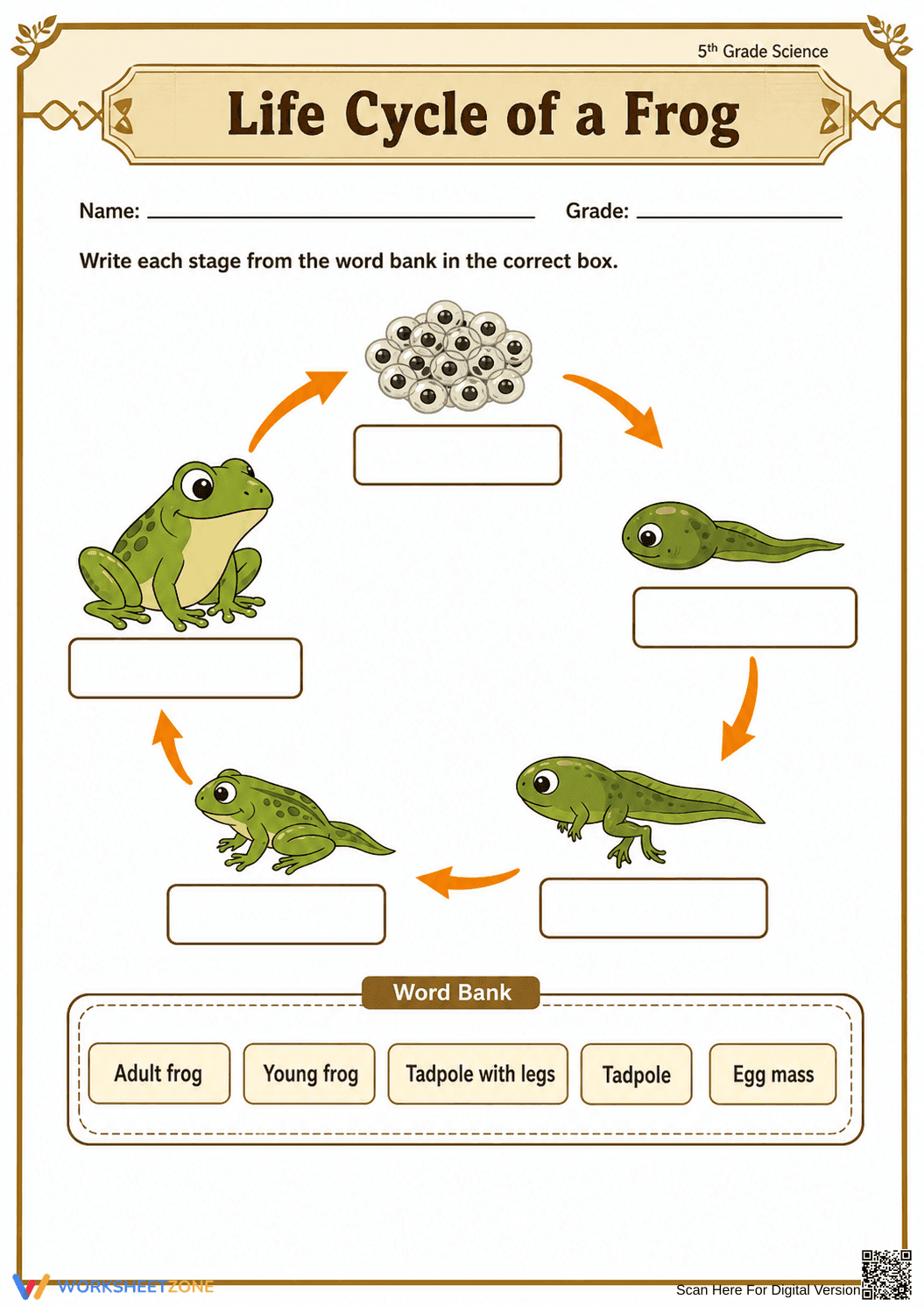 Printable Frog Life Cycle Worksheet | Grade 5 Science - Page 2