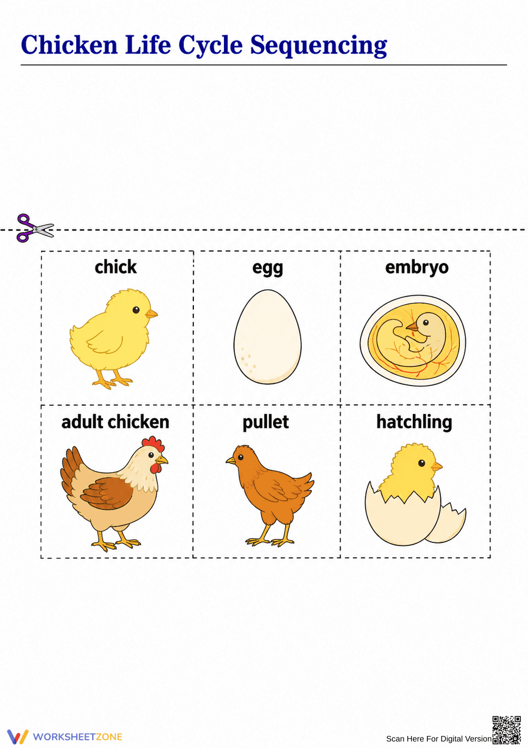 Chicken Life Cycle Worksheet | Grade 3 Essential - Page 2