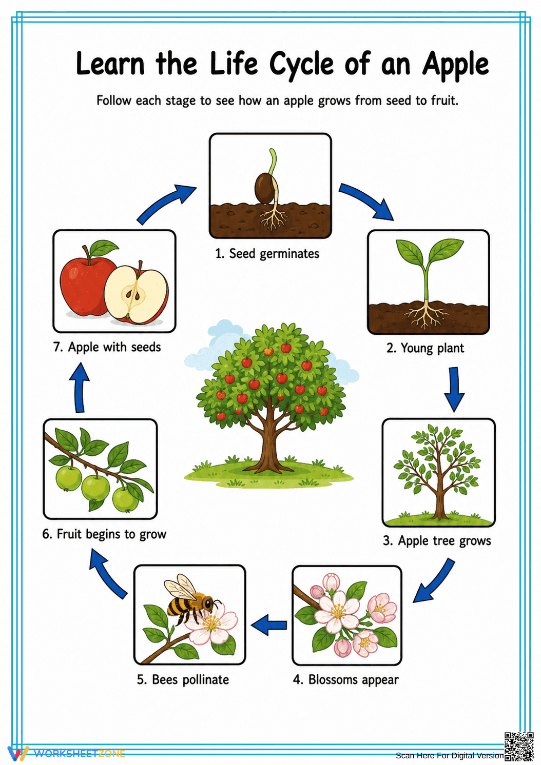 Printable Apple Life Cycle Worksheet | Grade 3 Science - Page 2