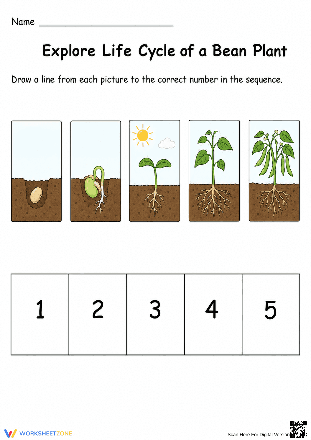 Grade 3 Bean Plant Life Cycle — Printable No-Prep Worksheet - Page 2