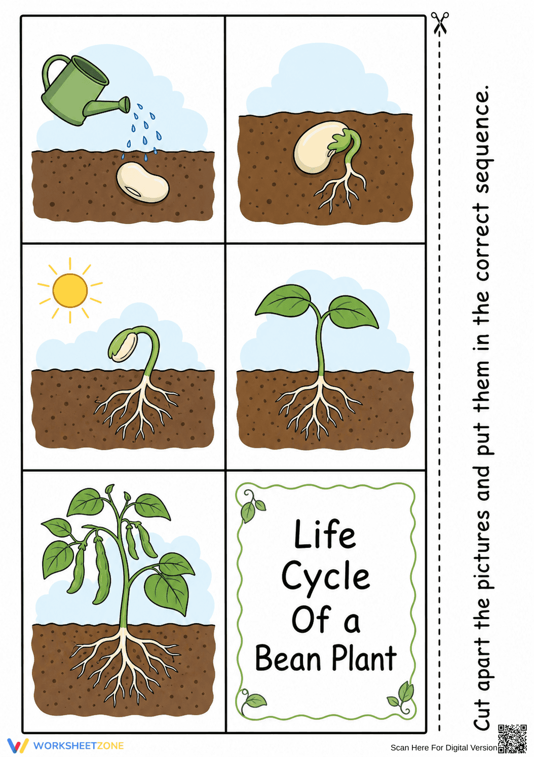 Grade 3 Bean Plant Life Cycle — Printable No-Prep Worksheet - Page 3