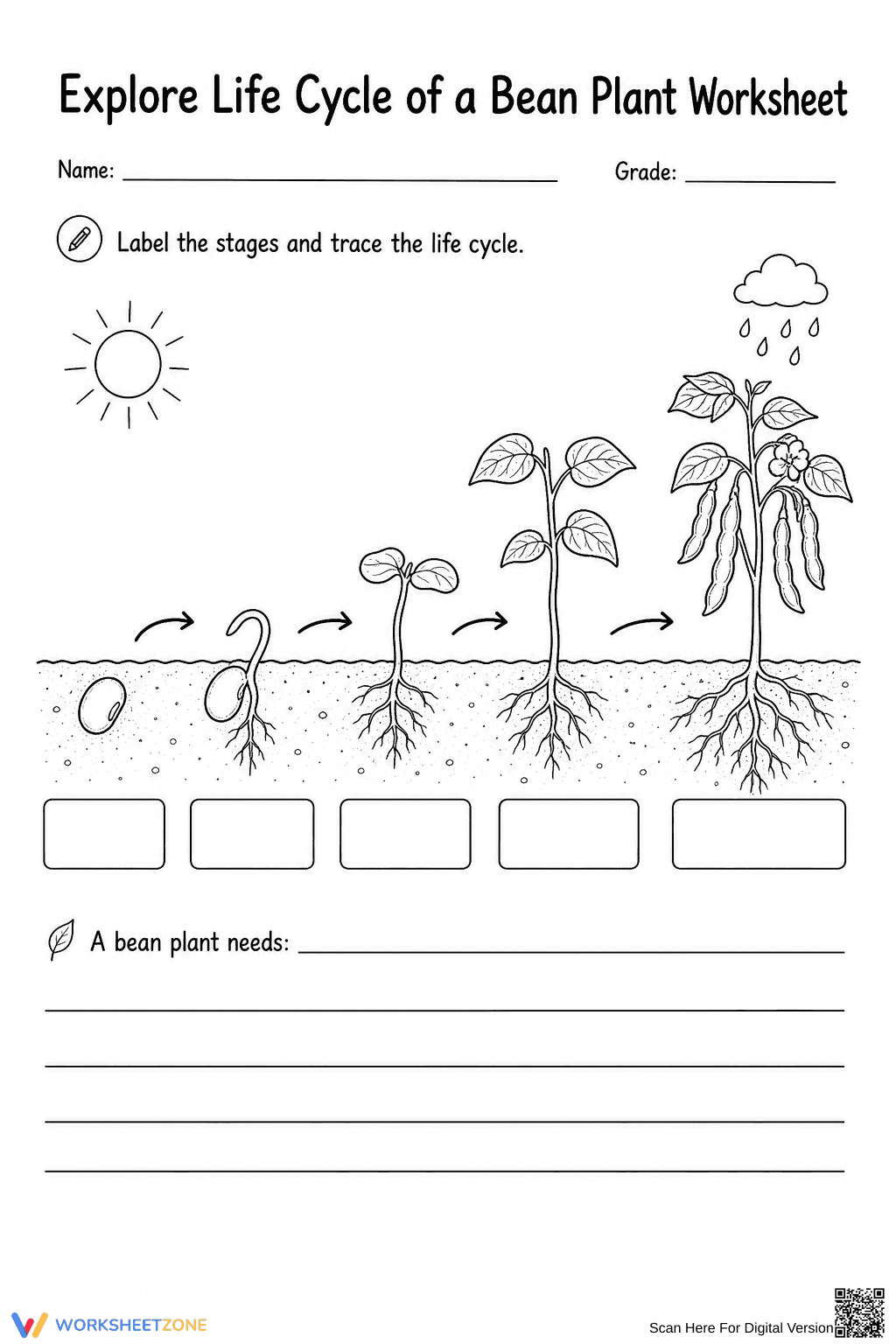 Grade 3 Bean Plant Life Cycle — Printable No-Prep Worksheet - Page 4