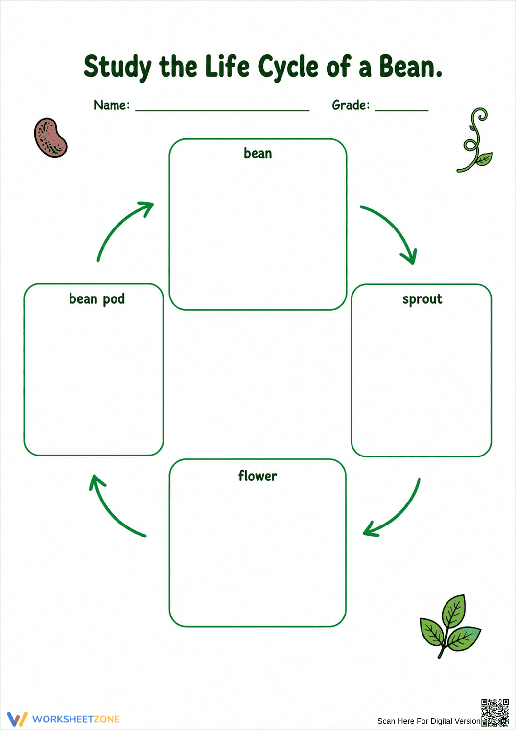 Life Cycle of a Bean Worksheet (3 Levels) | Grade 3 Ready - Page 2