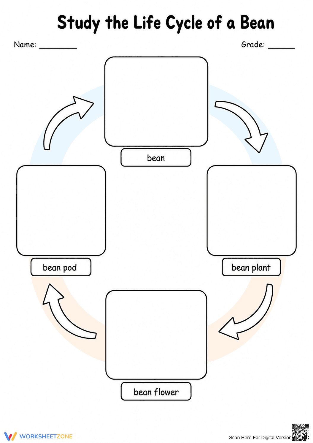 Life Cycle of a Bean Worksheet (3 Levels) | Grade 3 Ready - Page 3