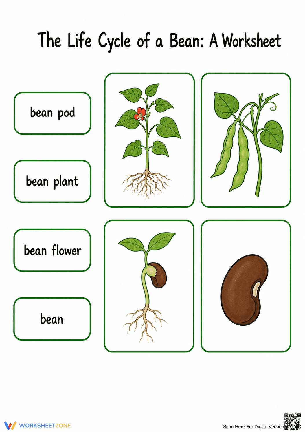 Life Cycle of a Bean Worksheet | Grade 3 Essential - Page 2