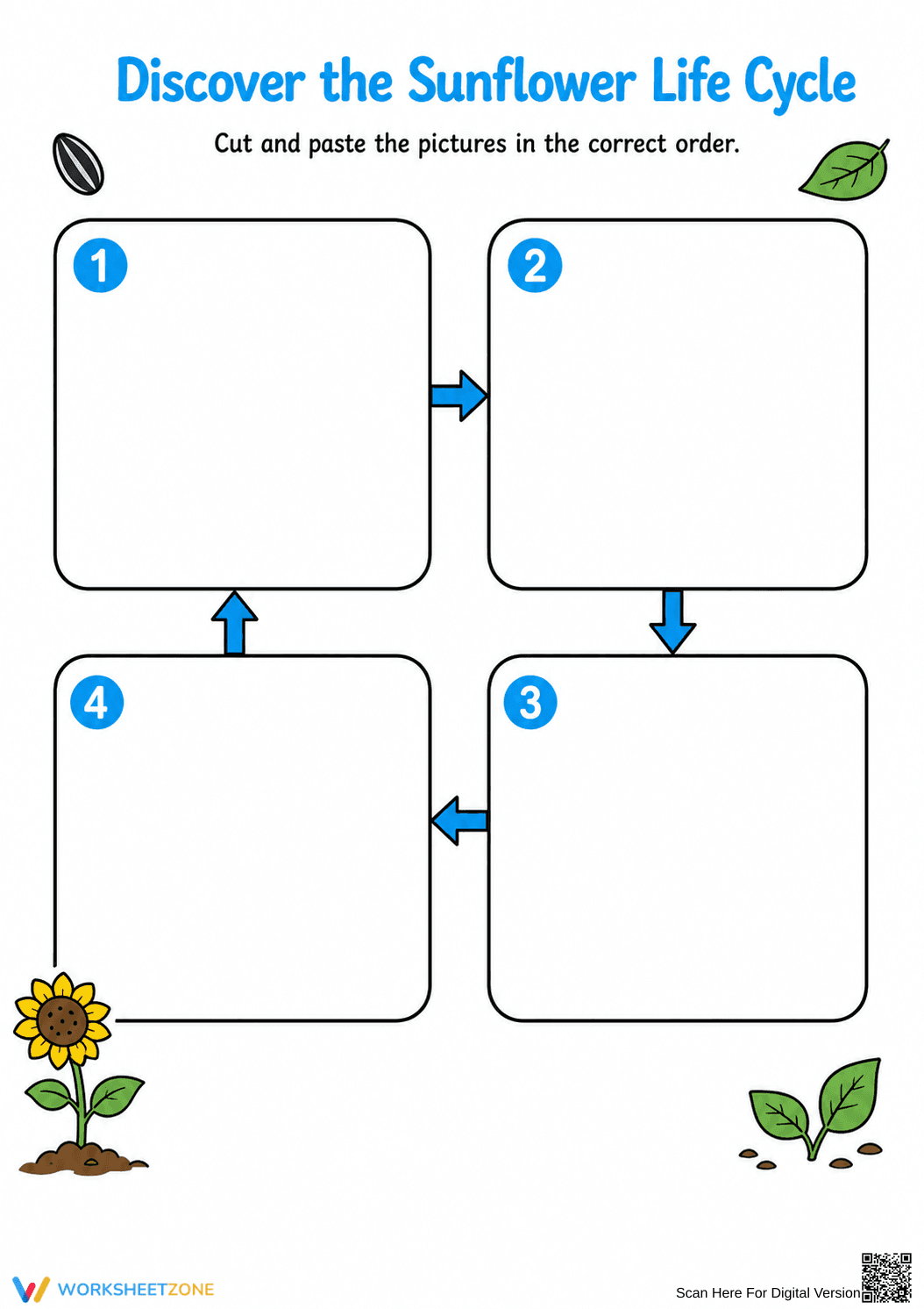 Sunflower Life Cycle Worksheet (3 Levels) | Grade 3 Ready - Page 3
