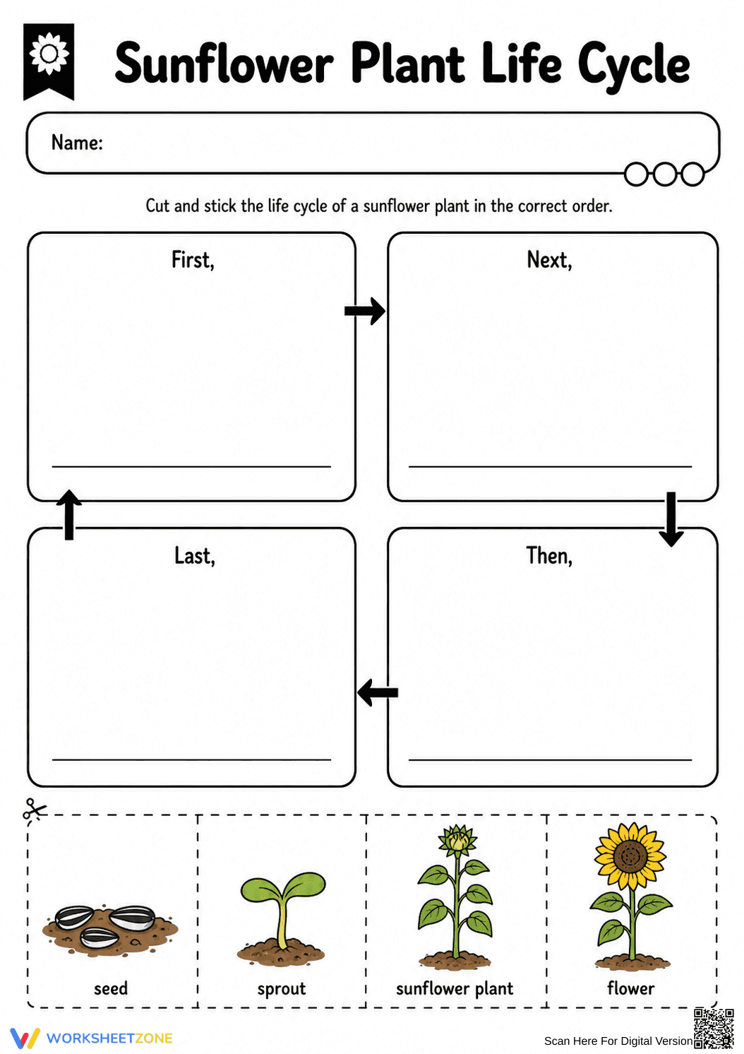 Sunflower Life Cycle Worksheet (3 Levels) | Grade 3 Ready - Page 2