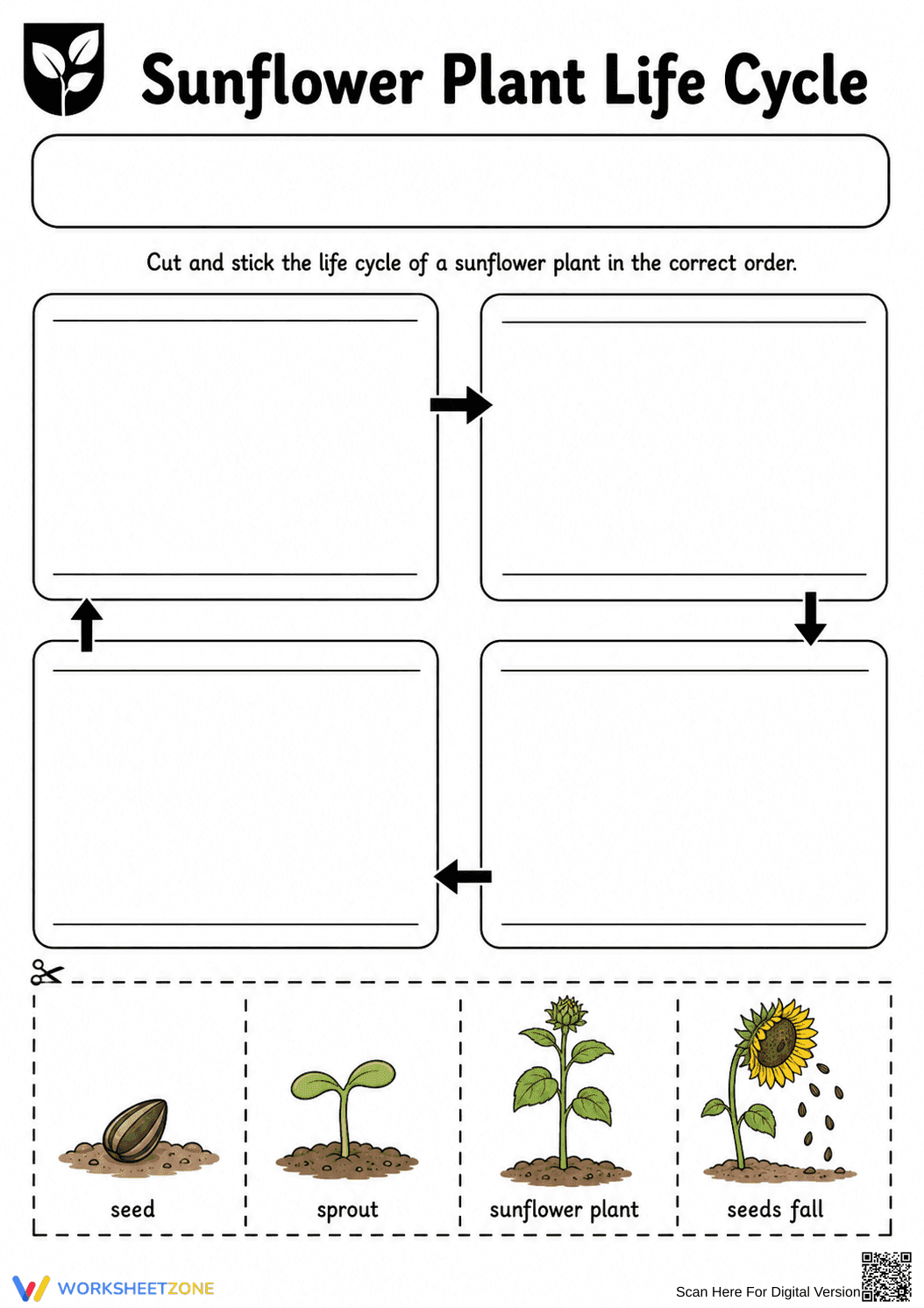 Sunflower Life Cycle Worksheet (3 Levels) | Grade 3 Ready - Page 3