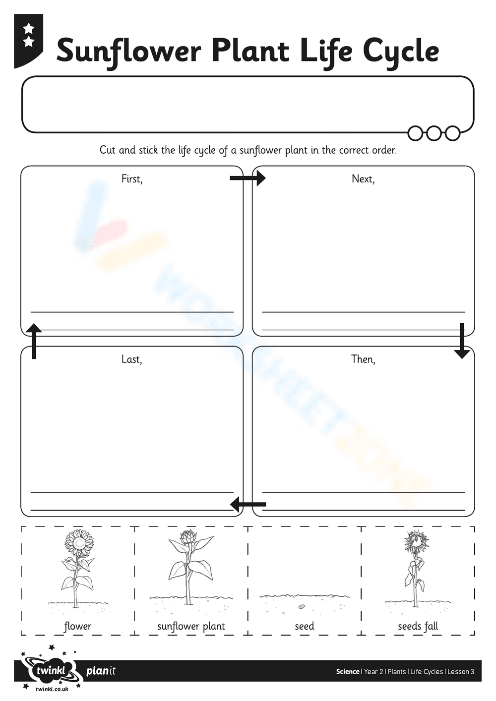 Understanding the Sunflower Plant Life Cycle - Page 2