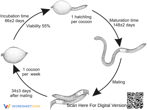 Explore Earthworm Life Cycle - Page 3
