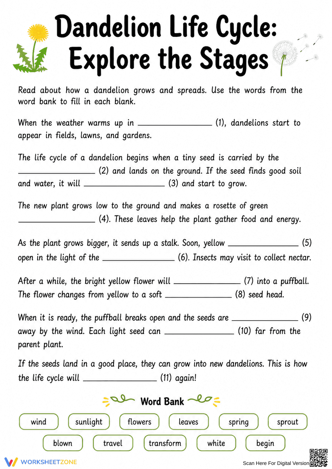 Grade 3 Dandelion Life Cycle — Printable No-Prep Worksheet - Page 2