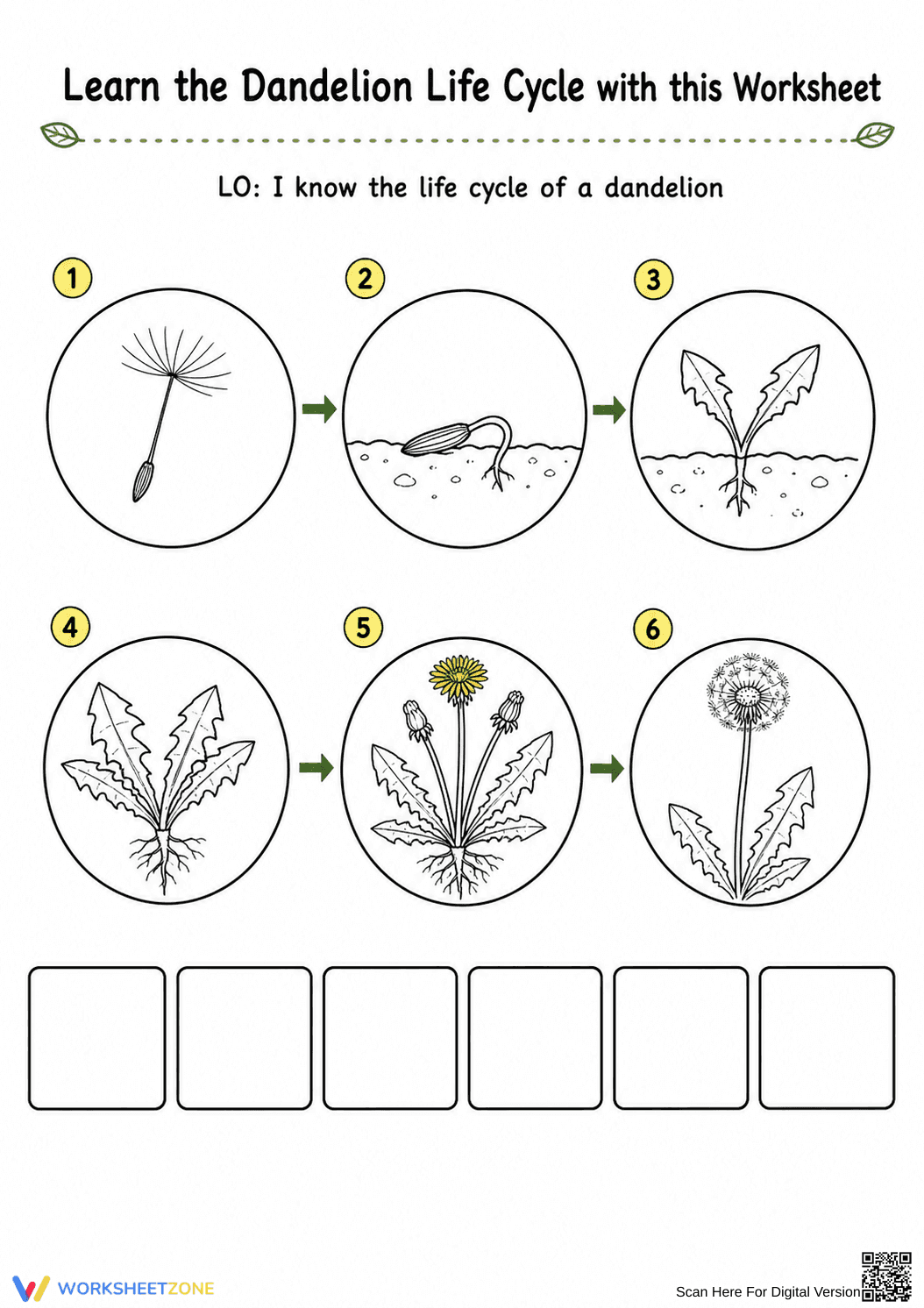 Dandelion Life Cycle Worksheet | Grade 3 Essential - Page 2