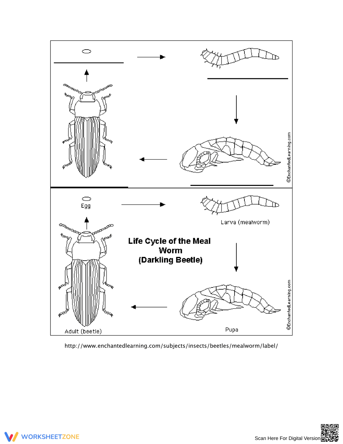 Mealworm Life Cycle Worksheet: Learn the Stages - Page 4