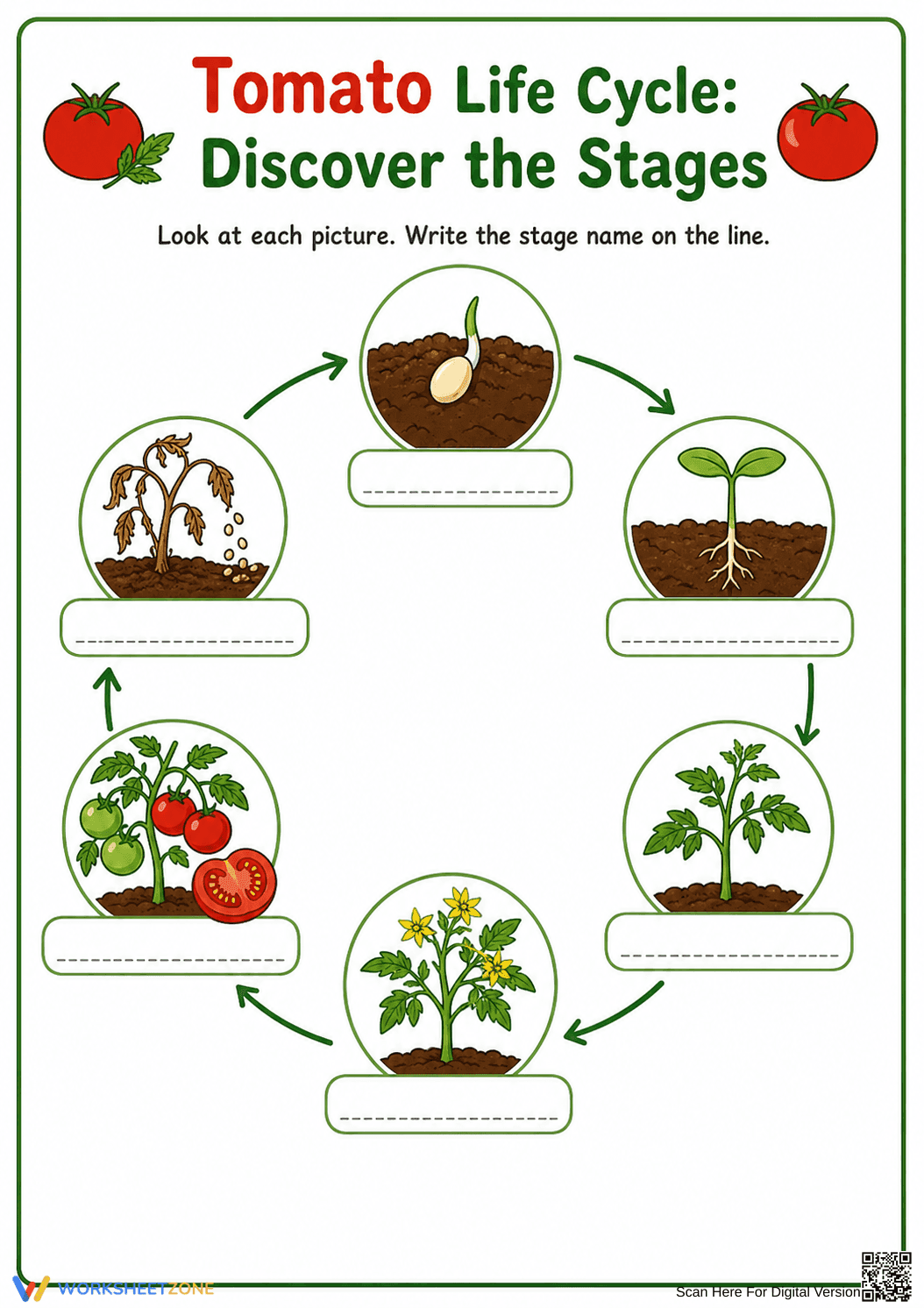Printable Tomato Life Cycle Worksheet | Grade 3 Science - Page 2