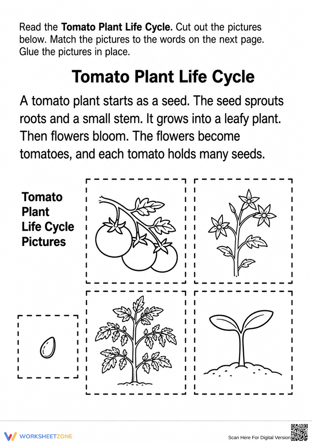 Tomato Life Cycle Worksheet | Grade 3 Essential Science - Page 2