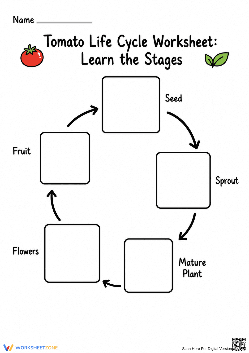 Tomato Life Cycle Worksheet | Grade 3 Essential Science - Page 3