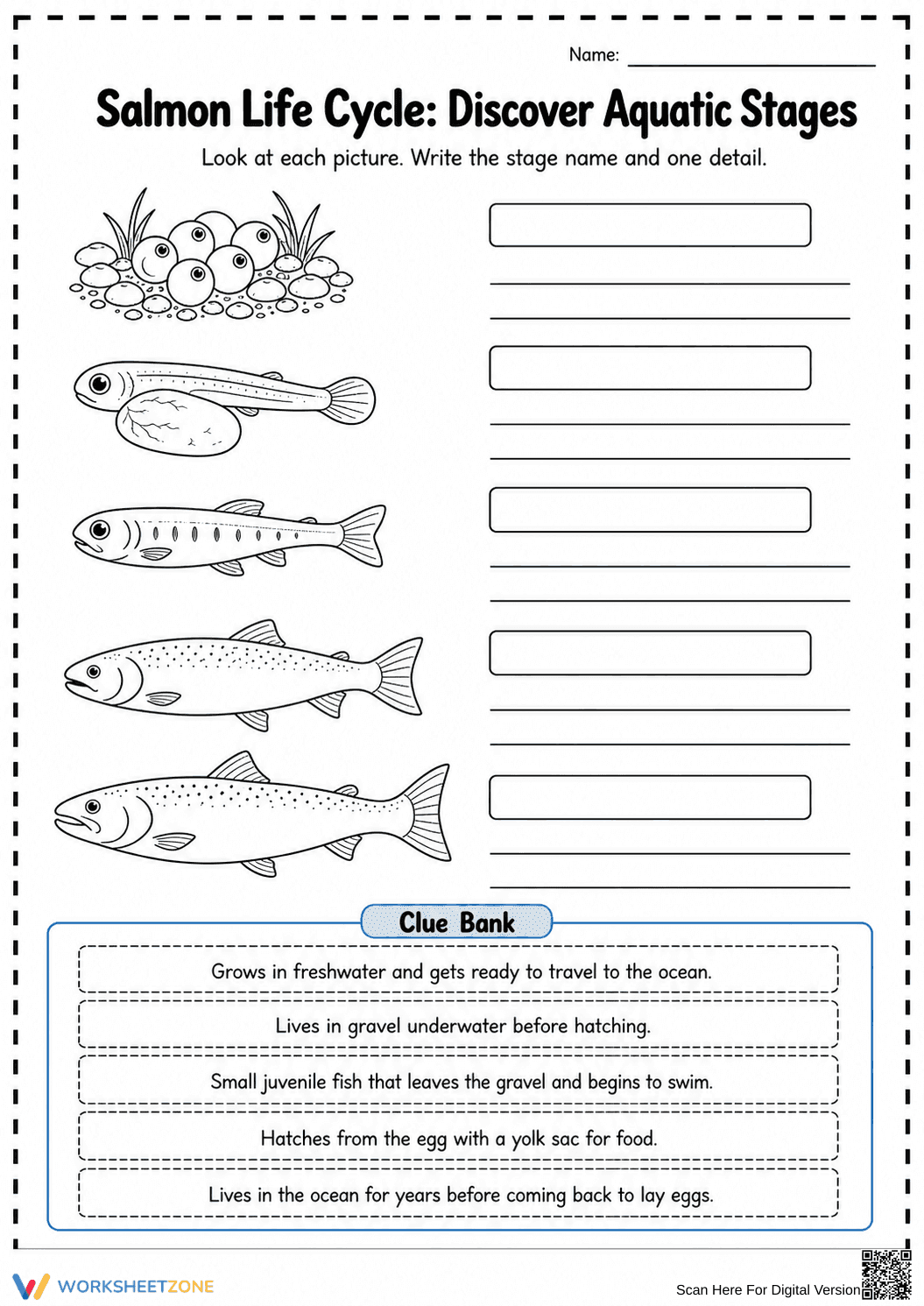 Grade 3 Salmon Life Cycle — Printable No-Prep Worksheet - Page 2