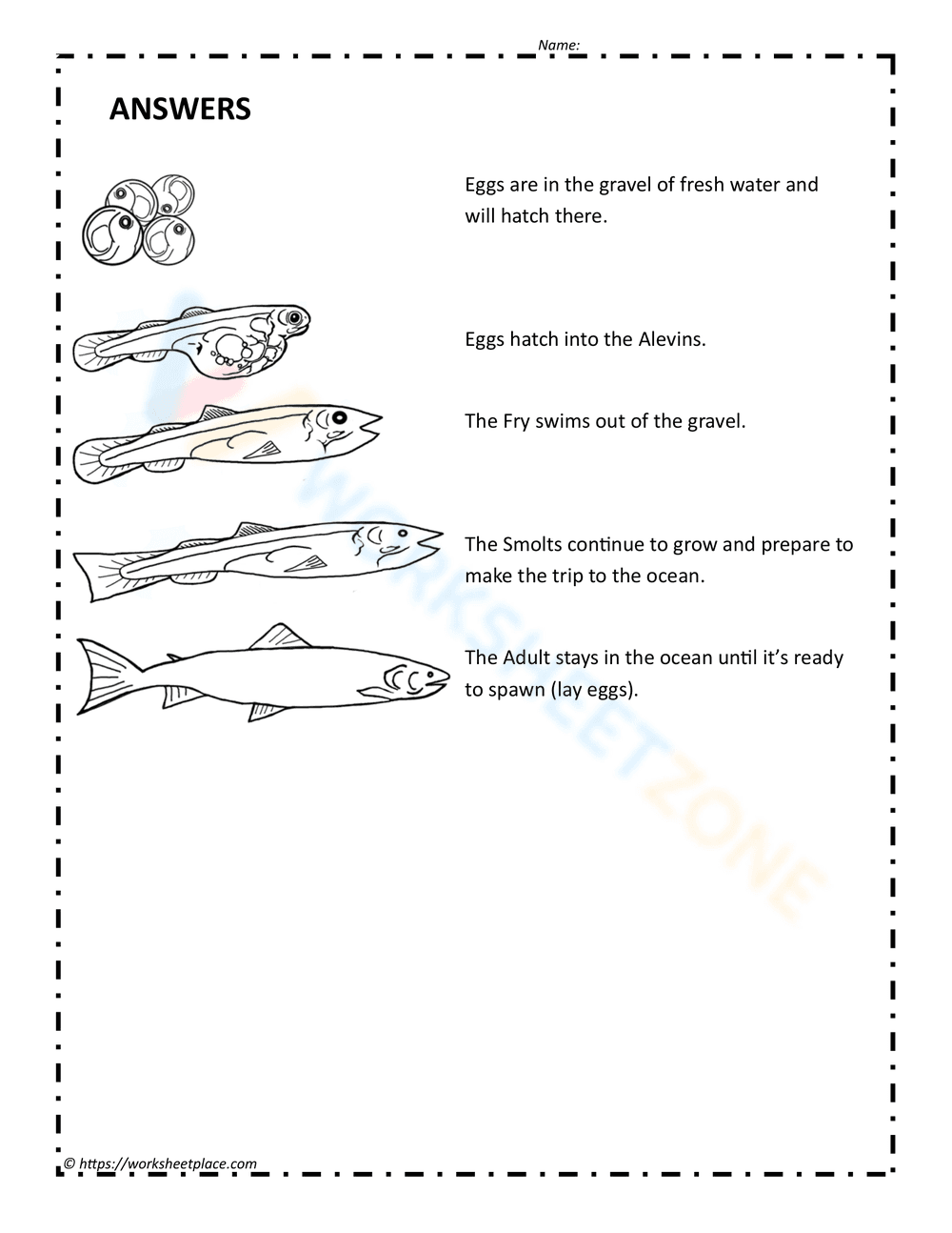 Salmon Life Cycle: Discover Aquatic Stages - Page 2