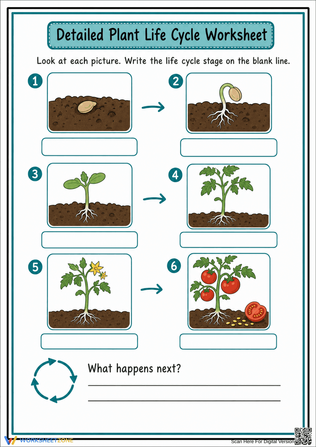 Essential Plant Life Cycle Worksheet | Grade 2 Science - Page 2