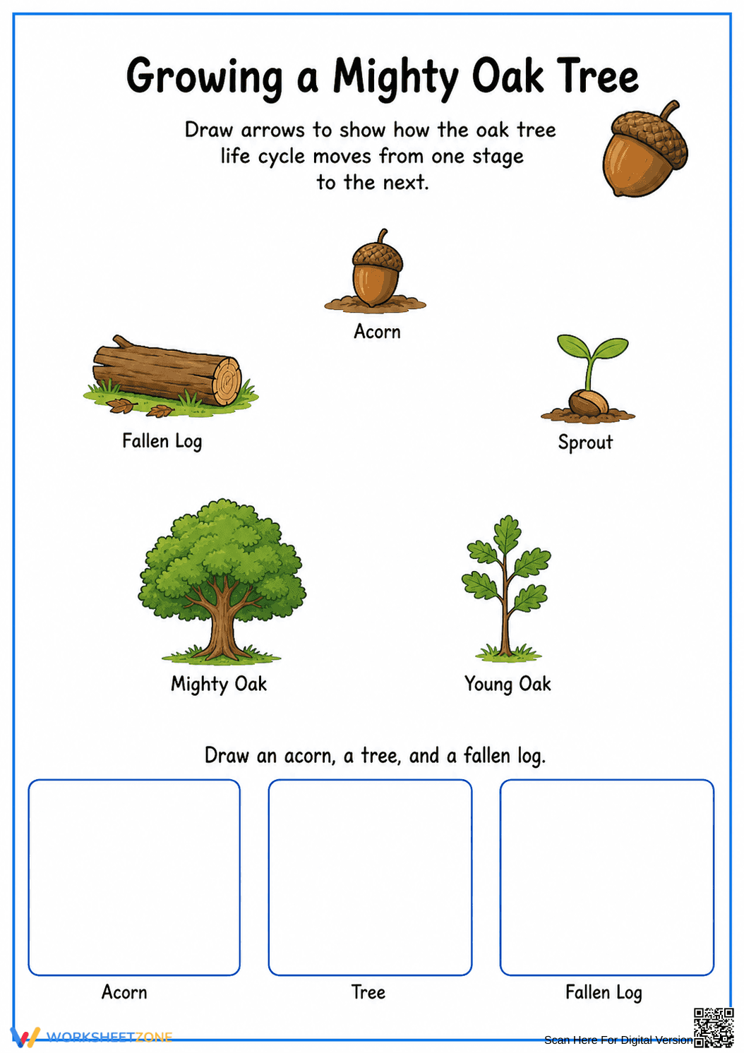 Oak Tree Life Cycle Worksheet (3 Levels) | Grade 2-3 Ready - Page 2