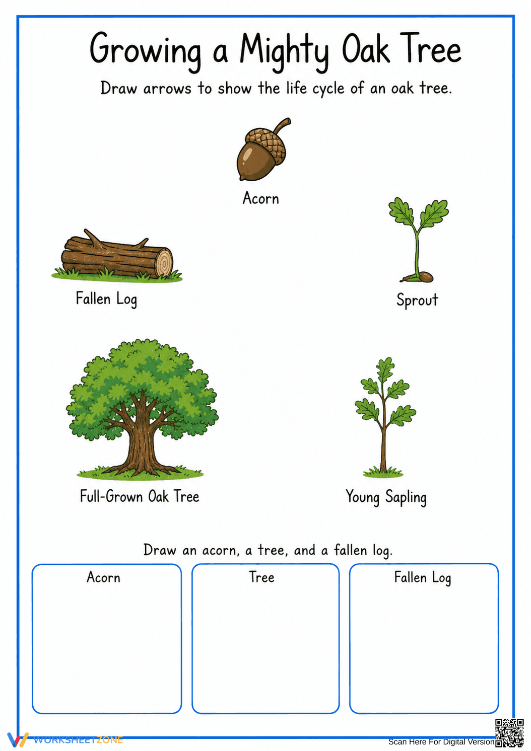 Oak Tree Life Cycle Worksheet (3 Levels) | Grade 2-3 Ready - Page 3