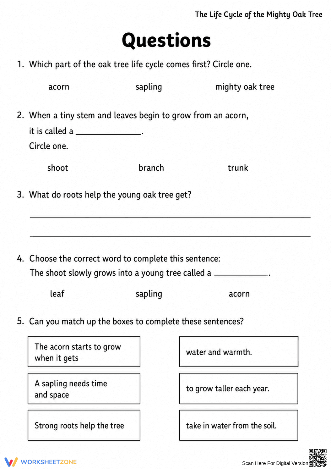 Oak Tree Life Cycle Worksheet | Grade 3 Essential - Page 2