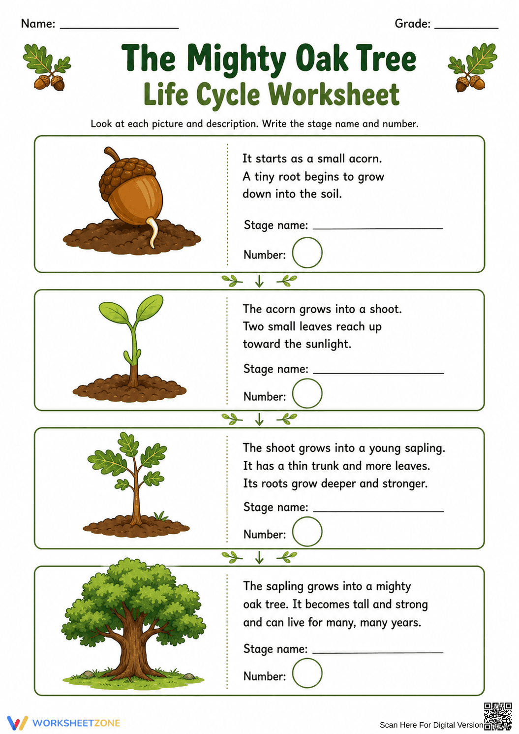 Oak Tree Life Cycle Worksheet | Grade 3 Essential - Page 3