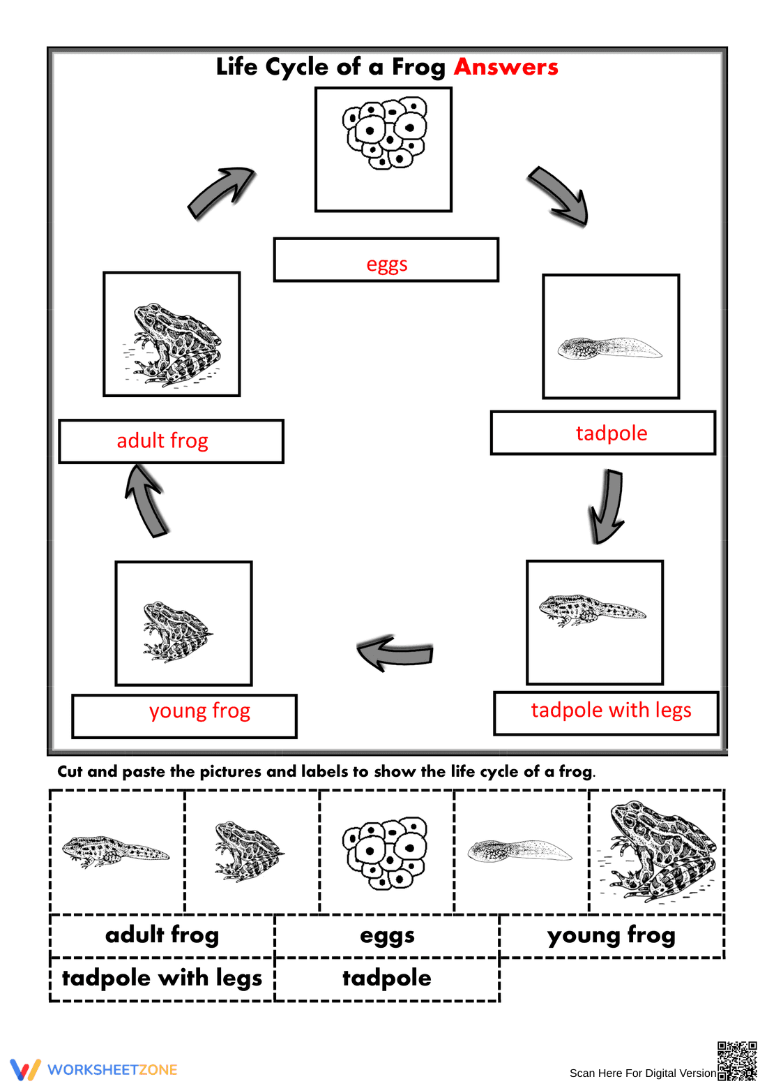 Life Cycle of a Frog Worksheet | Essential Grade 3 Science - Page 2