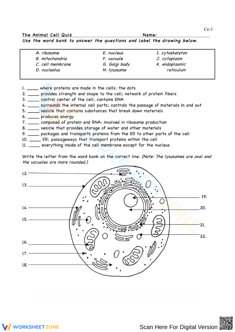 Animal Cell Quiz Worksheet - Page 2