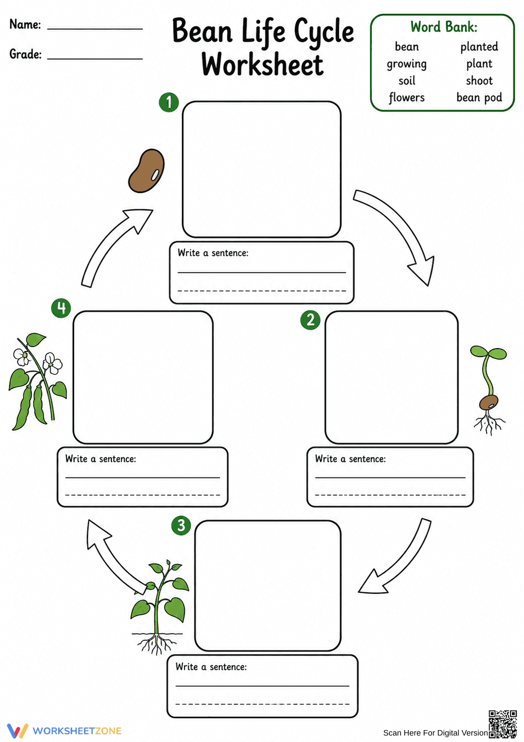 Grade 3 Bean Life Cycle — Printable No-Prep Worksheet - Page 2