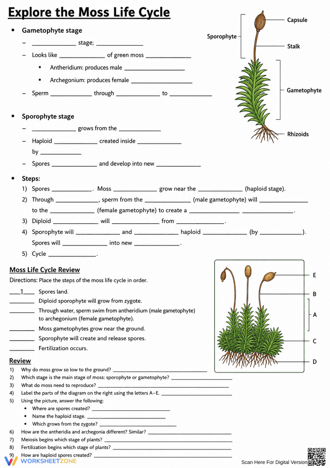 Essential Moss Life Cycle Worksheet | Grade 9-12 Biology - Page 2