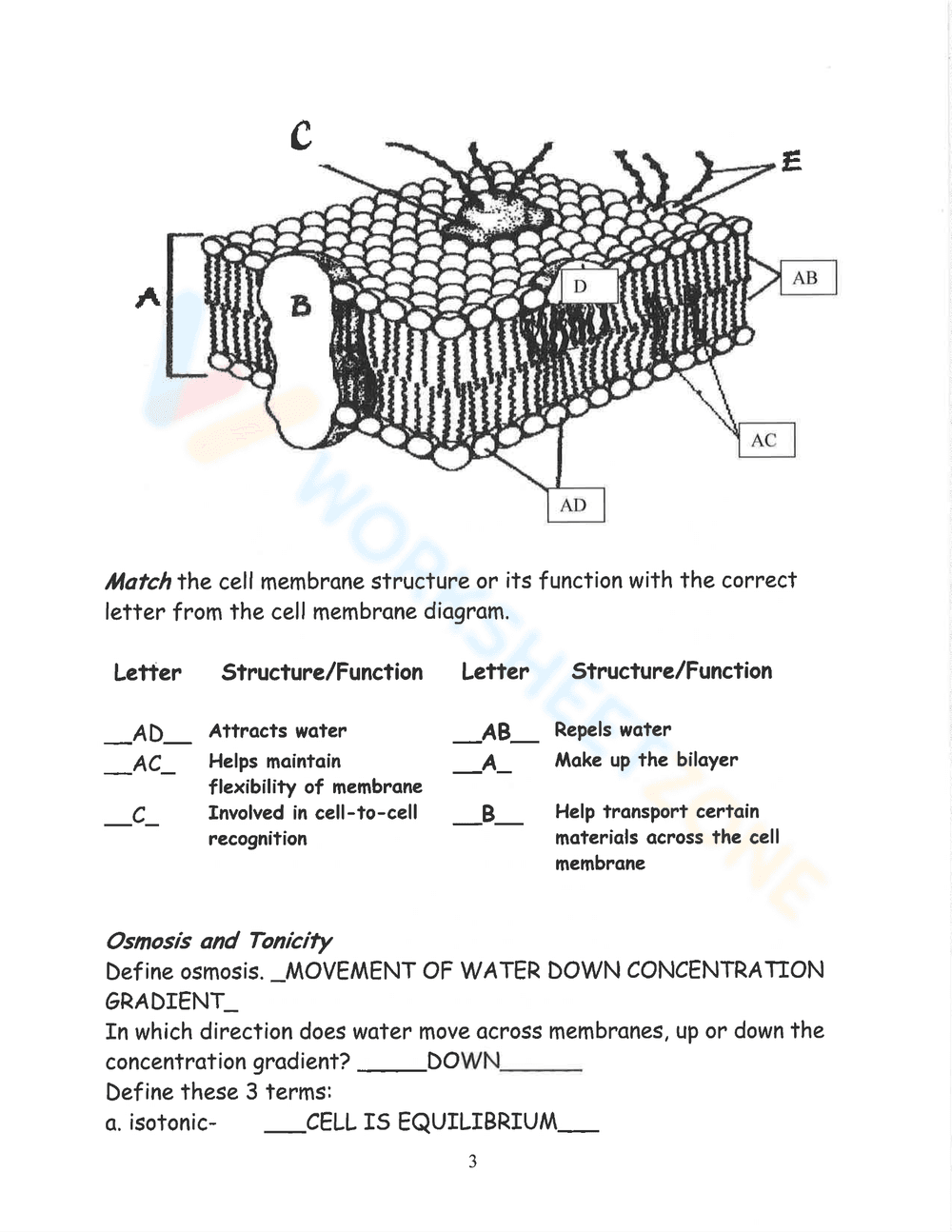 Cell Membrane Coloring Worksheet - Page 3