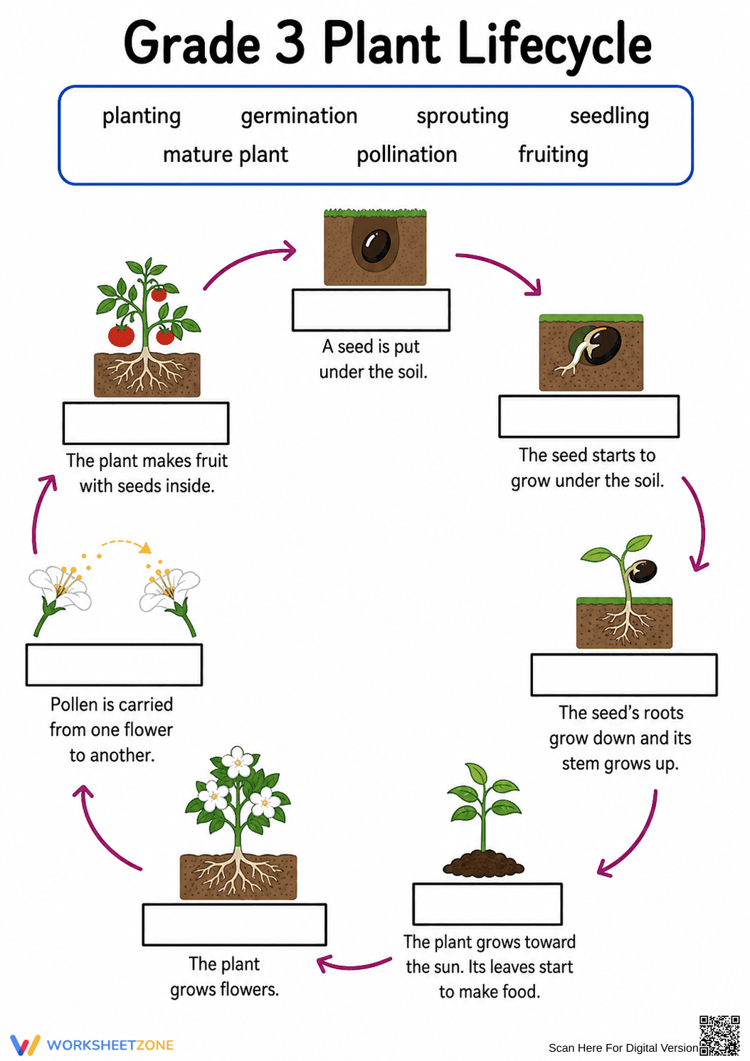 Grade 3 Plant Lifecycle — Printable No-Prep Worksheet - Page 2