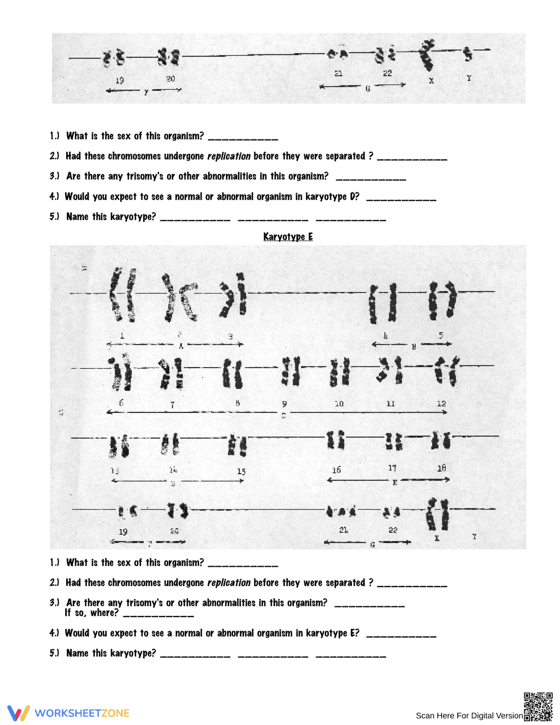 Analyze Karyotype with this Worksheet - Page 4