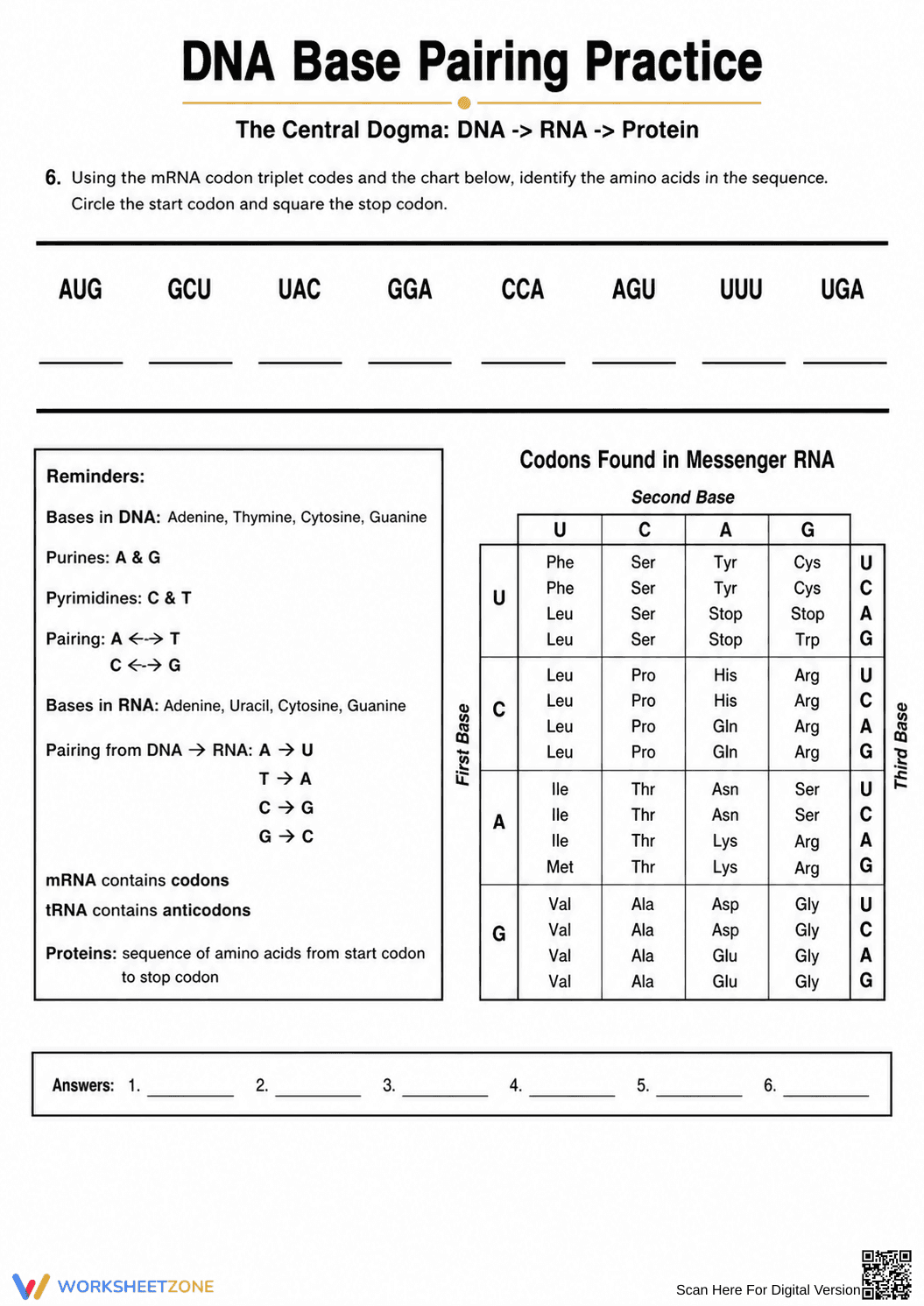 Printable DNA Base Pairing Worksheet | High School - Page 2