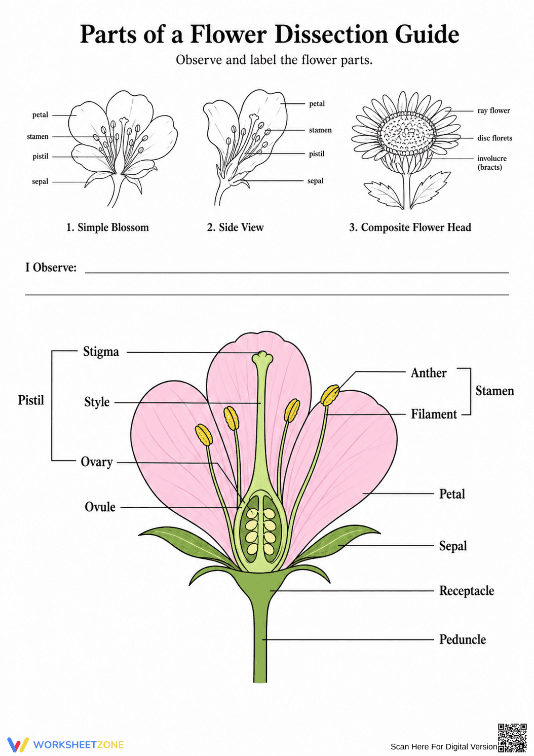 Flower Dissection Printable Guide | Grade 6 Science - Page 4
