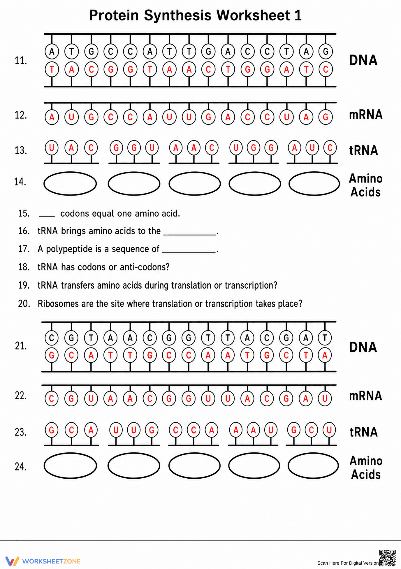 Essential Protein Synthesis Worksheet | Grade 9-12 Biology - Page 2