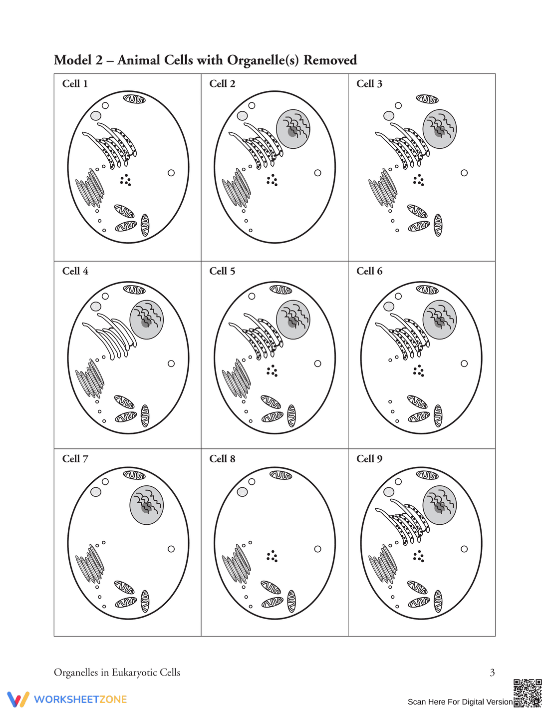 Learn Organelles in Eukaryotic Cells - Page 3