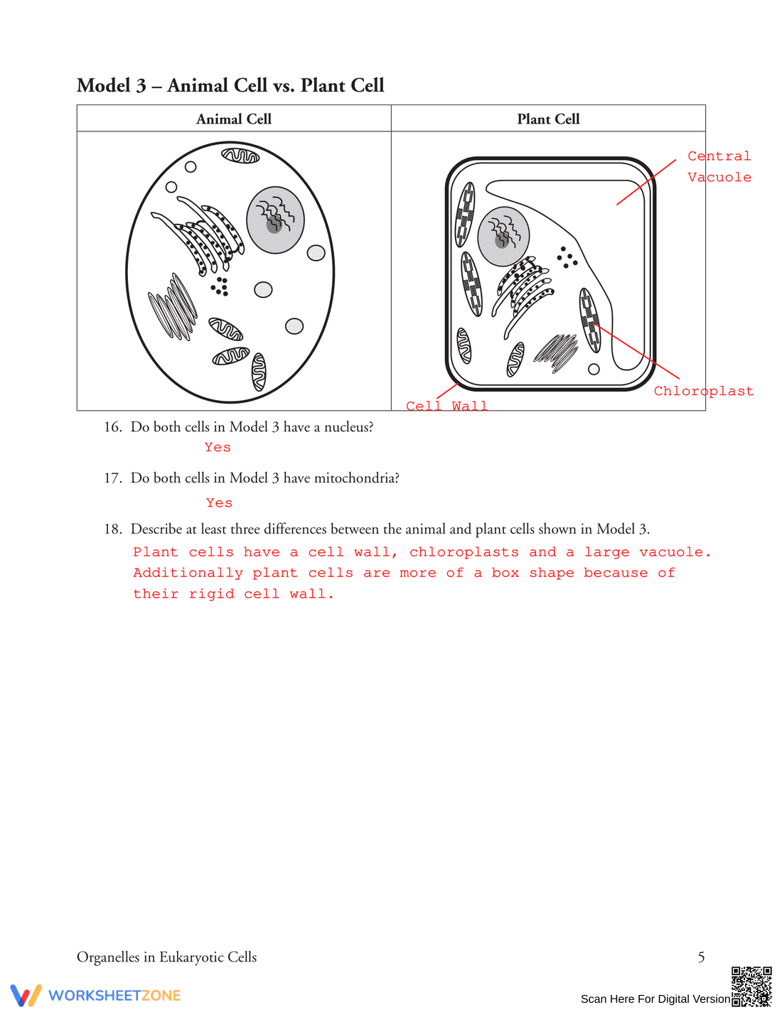 Learn Organelles in Eukaryotic Cells - Page 5