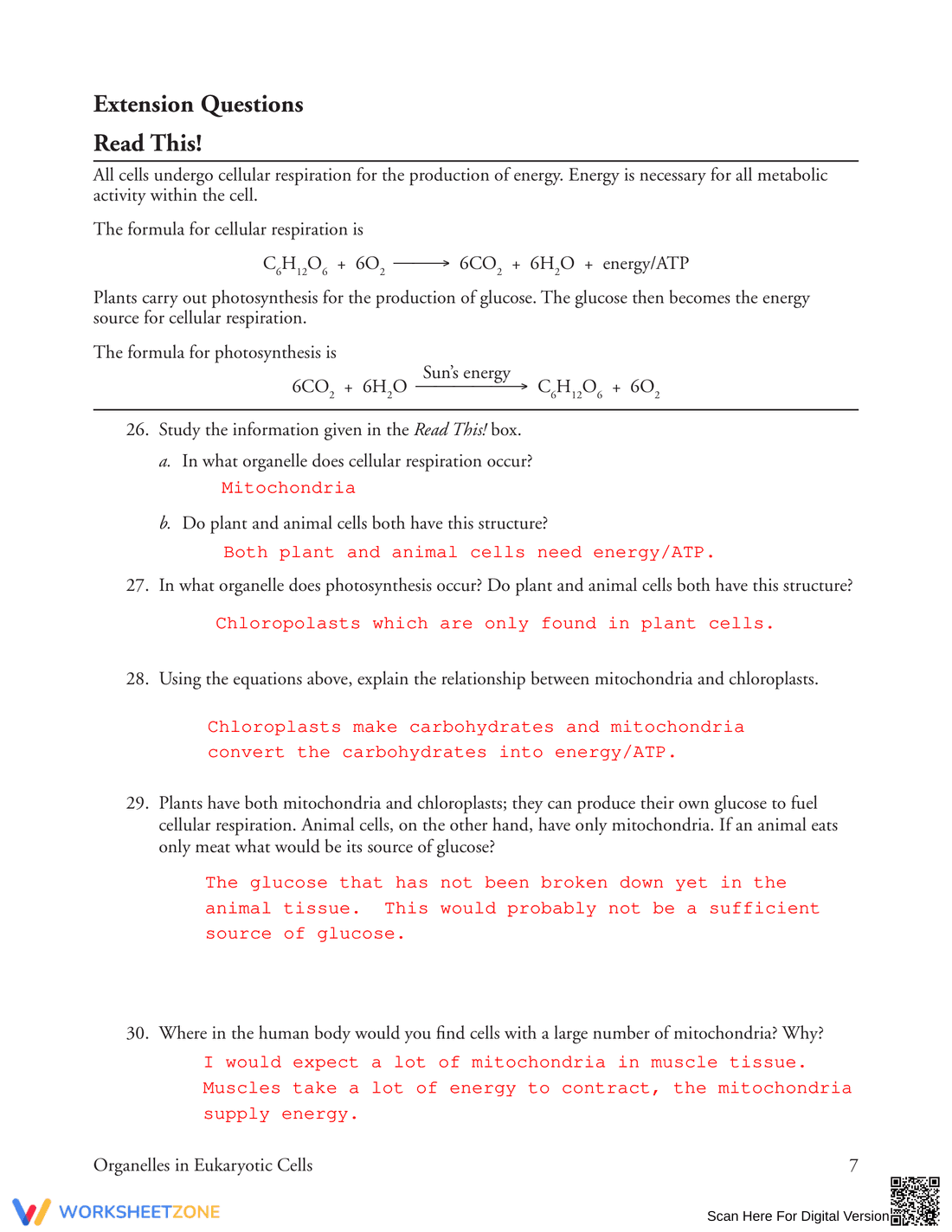 Learn Organelles in Eukaryotic Cells - Page 7