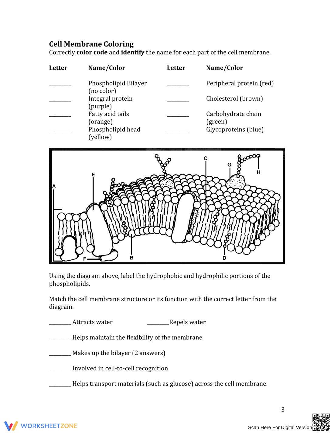 Cell Membrane Structure and Function Worksheet - Page 3