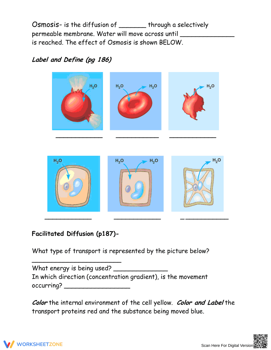 Cell Membrane: Structure and Function Guide - Page 2