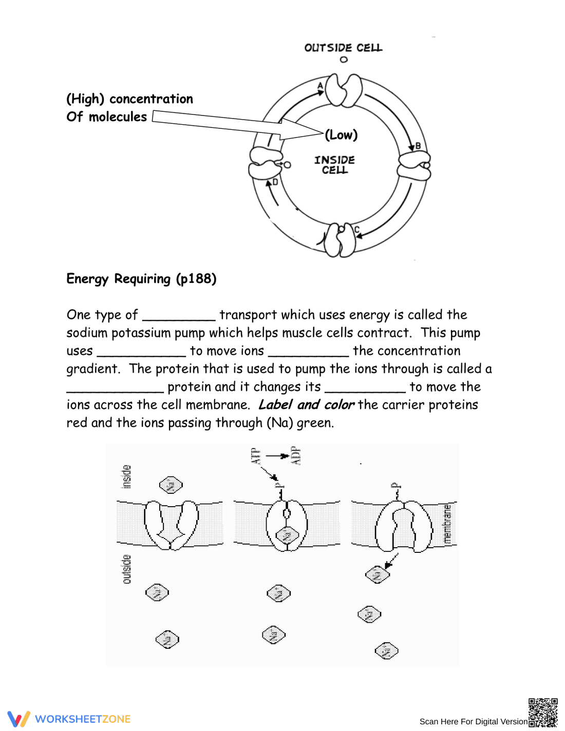 Cell Membrane: Structure and Function Guide - Page 3