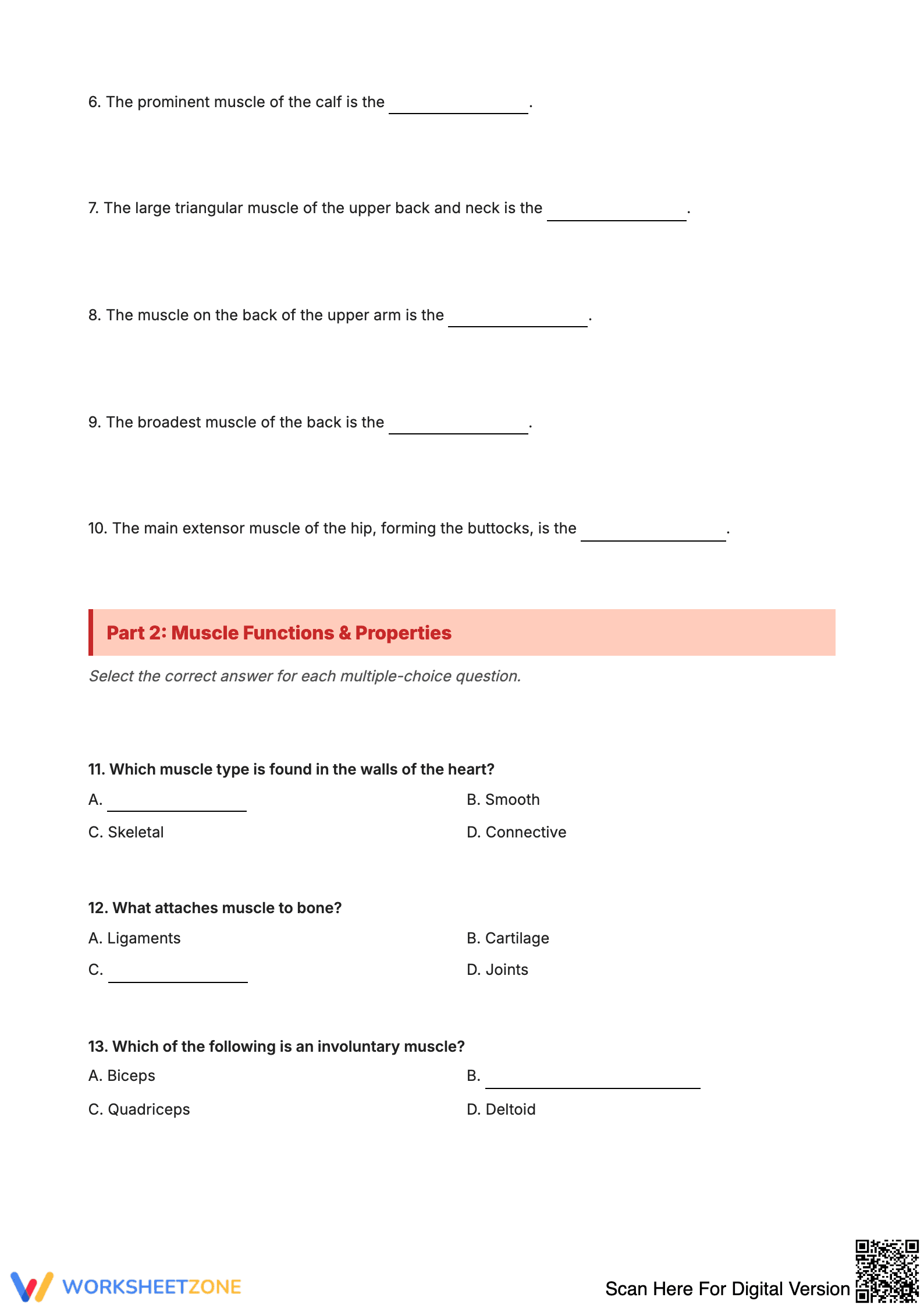 Muscle Worksheet: Anatomy Study Guide - Page 2