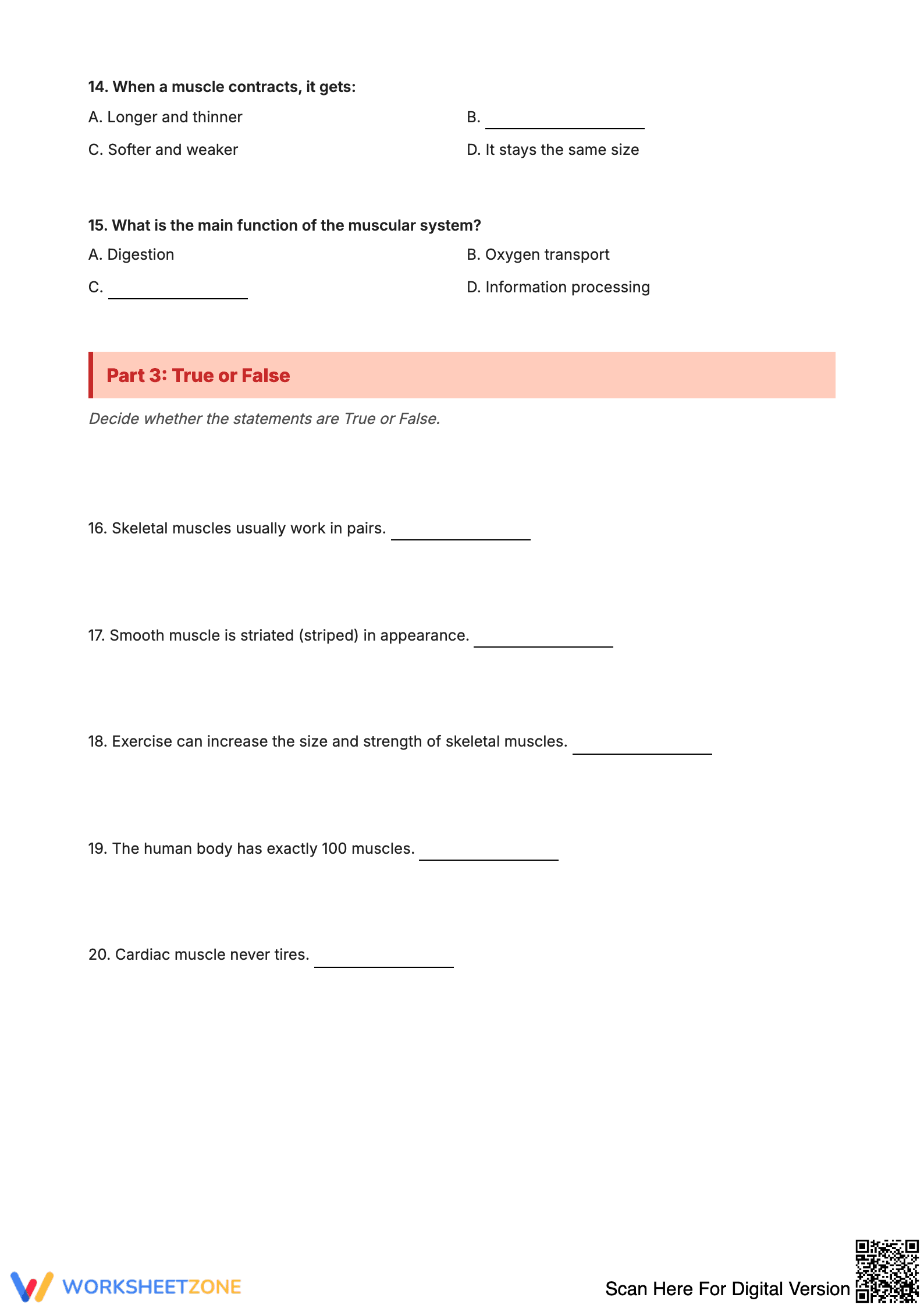 Muscle Worksheet: Anatomy Study Guide - Page 3