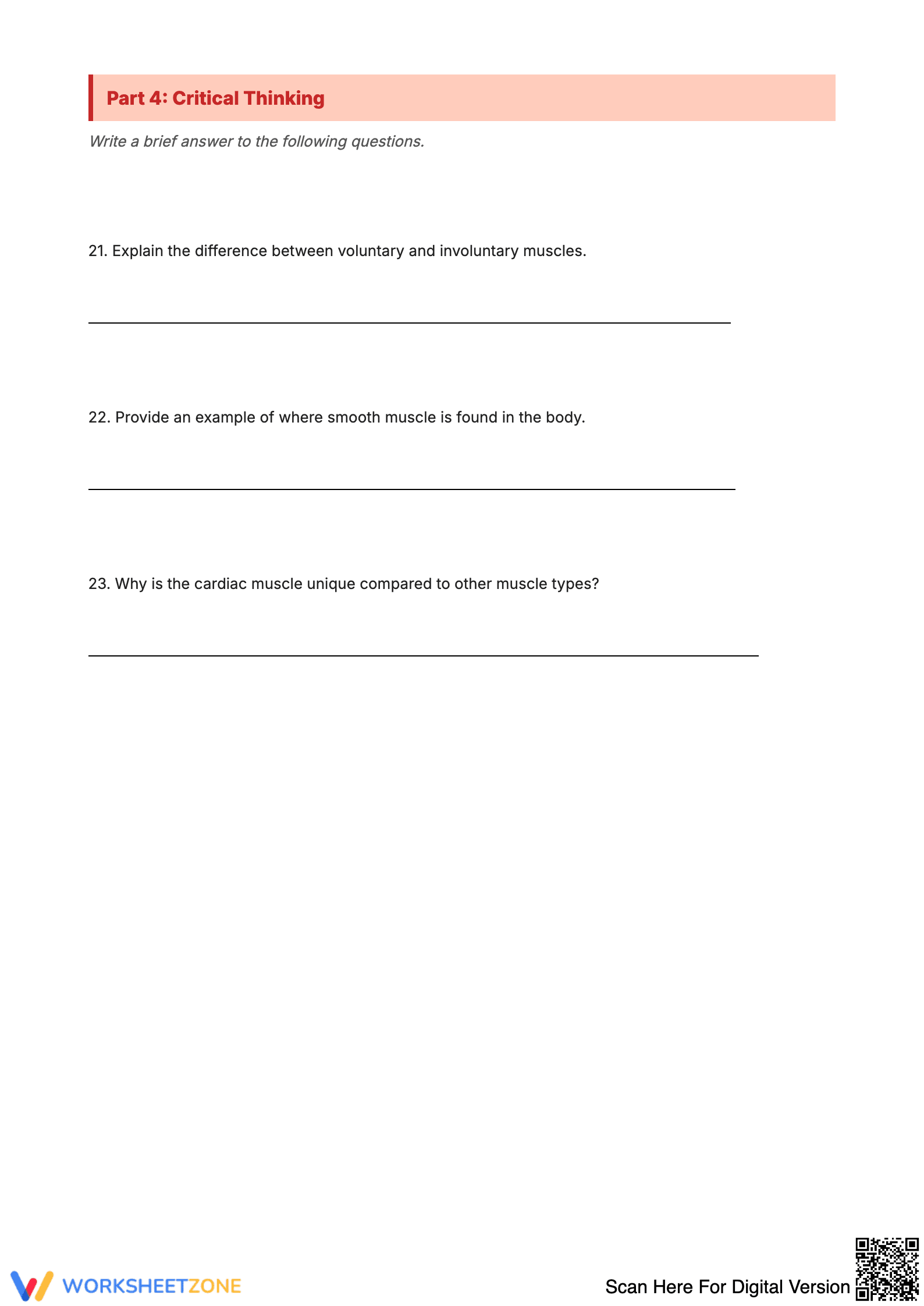Muscle Worksheet: Anatomy Study Guide - Page 4