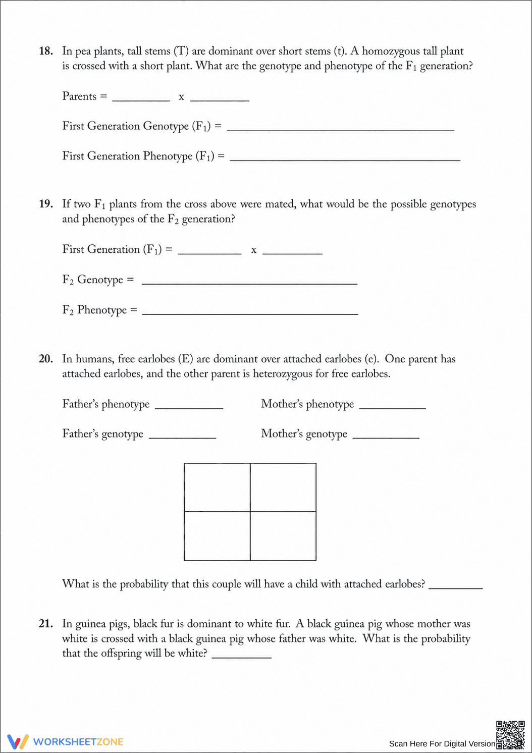 Essential Monohybrid Cross Worksheet | Grade 9-12 Biology - Page 3