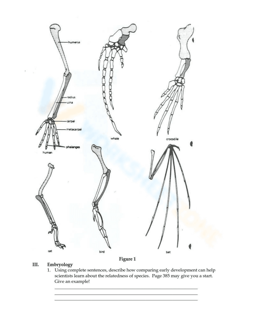 Exploring the Evidence of Evolution - Page 2